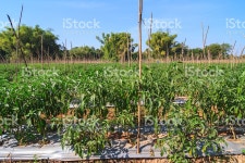 칠리 농장 녹색에 대한 스톡 사진 및 기타 이미지 - iStock Chili farm against blue sky