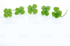 클로버 스톡 사진 629384940 | iStock four leaf clover