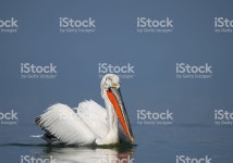 회색사다새 In 번식기 색상 Kerkini에 대한 스톡 사진 및 기타 이미지 | iStock Dalmatian pelican in breeding colors on water... 