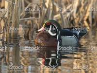 숫오리 아메리카원앙 0명에 대한 스톡 사진 및 기타 이미지 - iStock A drake Wood duck in the morning sun in a wetland