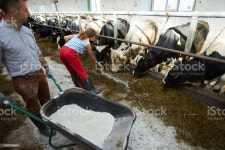 패밀리 농장 암소에 대한 스톡 사진 및 기타 이미지 - iStock High angle portrait of two modern farm workers caring for cows and...