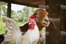 농장 스톡 사진 186344566 | iStock Friends - rooster and goat in the farm