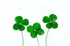 네잎 클로버 네잎 클로버에 대한 스톡 사진 및 기타 이미지 | iStock Four-leaf clover
