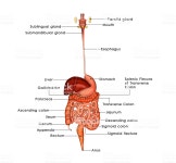 휴머니즘 소화계통 다이어그램에 대한 스톡 사진 및 기타 이미지 - iStock In the human digestive system, the process of... 