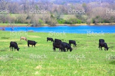 캔자스 시티 암소 마 미국 소도시에 대한 스톡 사진 및 기타 이미지 - iStock cows in Kansas City MO