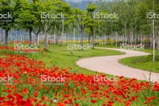 가시양귀비 꽃 0명에 대한 스톡 사진 및 기타 이미지 - iStock Poppy flower at s road