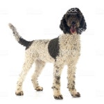 Portuguese Water Dog Stock Photo & More Pictures of Portuguese Water Dog | iStock Portuguese Water Dog in front of white background