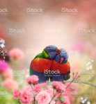 레인보우 앵무에게 먹이를 다중 색상에 대한 스톡 사진 및 기타 이미지 - iStock Rainbow Lorikeets Perched In The Garden