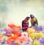 레인보우 패럿 오색앵무 새에 대한 스톡 사진 및 기타 이미지 - iStock Rainbow Parrots Perch in Flower Garden