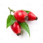 로즈 엉덩관절 하나 로즈힙에 대한 스톡 사진 및 기타 이미지 - iStock Rose hip isolated on a white background.