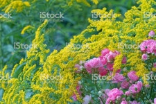 장미 및 골든 로드 0명에 대한 스톡 사진 및 기타 이미지 - iStock Roses and golden rod, Germany, Eifel.