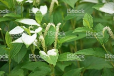 삼백초 0명에 대한 스톡 사진 및 기타 이미지 | iStock Saururus chinensis