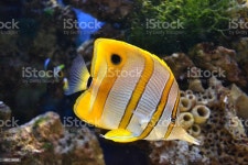 바다빛 나비고기 0명에 대한 스톡 사진 및 기타 이미지 - iStock Close-up view of a Butterflyfish Copperband butterflyfish