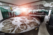 새우 사육 농장입니다 새우-해산물에 대한 스톡 사진 및 기타 이미지 - iStock Shrimp breeding farm. Inside a shrimp farm