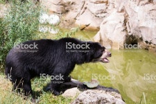 안경곰 안경곰에 대한 스톡 사진 및 기타 이미지 - iStock A picture from a spectacled bear