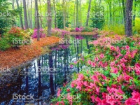 봄 남부 삼림 가든 꽃-식물에 대한 스톡 사진 및 기타 이미지 - iStock Spring Azalea Blossoms In Southern Woodland Garden