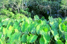 토란주인(Mr.Taro) | 토란 잎 0명에 대한 스톡 사진 및 기타 이미지 - iStock Group of taro plant on Southern Brazil