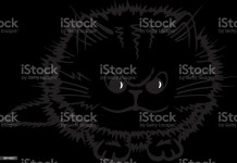 Angry 고양이 새끼 격노한에 대한 스톡 벡터 아트 및 기타 이미지 - 격노한, 고양이 새끼, 깡패 - iStock Angry 고양이 새끼