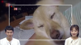 JIBS | 정규프로그램 시크한 제주