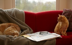 My Cat Is More Like a Dog Than a Cat | The New Yorker My Cat Is More Like a Dog Than a Cat