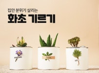 > 상세정보 : 국립세종도서관 집안 분위기 살리는 화초 기르기 | 국립세종도서관