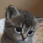 Sadmeow GIF - Sadmeow - GIF 탐색 및 공유