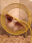 Hamster Wheel GIFs | Tenor