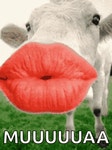 Kisses Cow GIF - Kisses Cow Love - Discover & Share GIFs