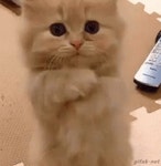 냥이 피자 - 뽐뿌:자유갤러리 냥이 피자