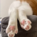 멍멍 야옹이 발바닥 보면 신기하지 않나요? - 뽐뿌:자유게시판 멍멍 야옹이 발바닥 보면 신기하지 않나요?
