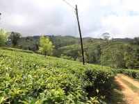 Ceylon Tea plantations In Sri Lanka | Time Out Sri Lanka Insider guide to Ceylon tea
