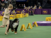 Westminster dog show 2015: See photos of the annual dog show at Madison Square Garden Check out these adorable photos from the... 