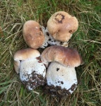 Fungi Breakfast Foray | Things to do in London Fungi Breakfast Foray