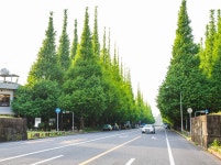 Best picnic parks in Tokyo | Time Out Tokyo