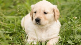 This puppy pop-up cafe is taking over Sydney for one-day only This pup-up cafe will be filled with Labrador puppies you can cuddle