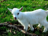 This ‘tini’ martini bar will be filled with little things – including a pygmy goat