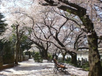 Somei Cemetury | Things to do in Sugamo, Tokyo