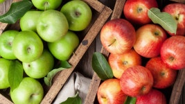 28 Farms and Orchards for Apple Picking Near NYC