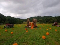 13 Best Pumpkin Patches Near Boston for Fall Fun