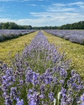 Take a quick trip to France via this Quebec lavender farm