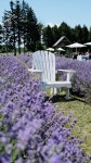 Take a quick trip to France via this Quebec lavender farm