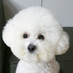 제이드 가든 스타 하우스 점