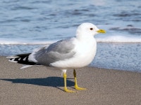 바다회집