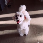 유토피아