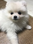 홍천오르비스펜션 (오션월드,비발디파크) - 트리플 숙소