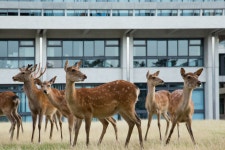 The Wild Deer That Roam a Japanese Citys Streets | WIRED The Wild Deer That Roam a Japanese Citys Streets