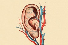 Big Question: Why Can Silence Make You Hear Things That Arent There? | WIRED Big Question: Why Can Silence Make You Hear Things... 