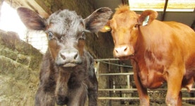 This Pet Cow Just Became a Mom and the Photos Are So Wholesome