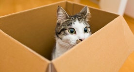 These Bizarre Cat Behaviors Actually Make Perfect Sense