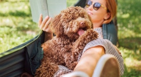 13 Signs You Did Everything You Could for Your Dog